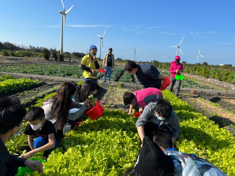 開心農場採菜趣