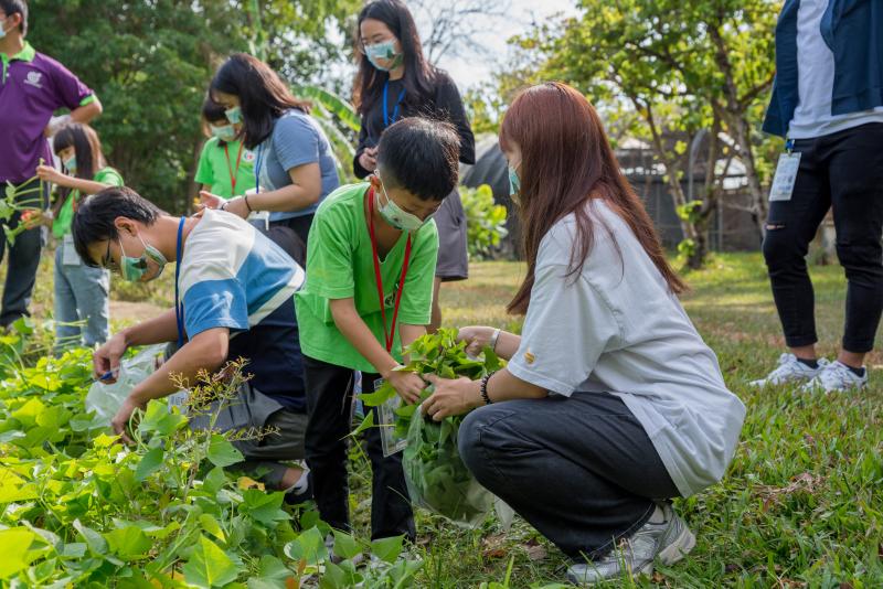 無毒蔬菜採拔體驗